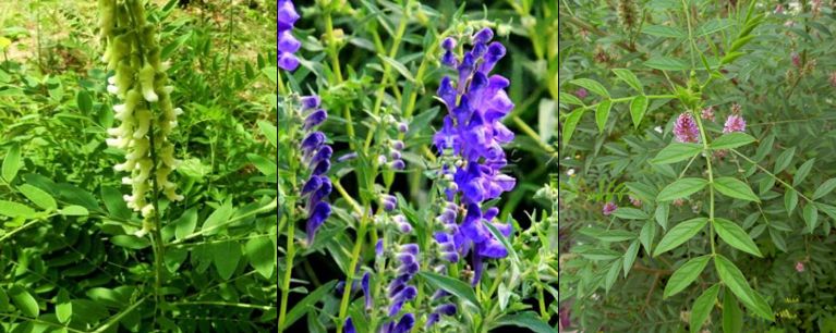 1589509949417857.jpg 2.jpg